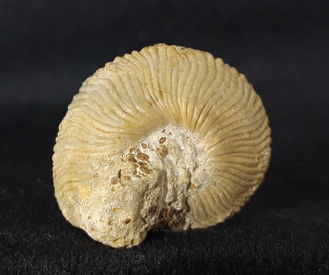 Obornella plicopunctata (DESLONGCHAMPS 1849) - Bild © FossNet FossilienStore